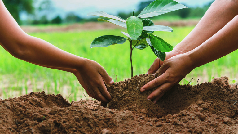 Healing, One Tree At A Time