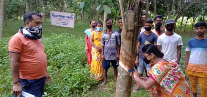 DS Enhances Skills of the Rubber Tappers of Tripura for a Sustainable Livelihood2