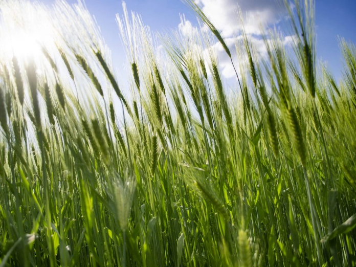 WRG and Corteva Agriscience Collaborate to Transform 40,000 Acres from Traditional Methods of Transplanting Rice to DSR technique in UP2