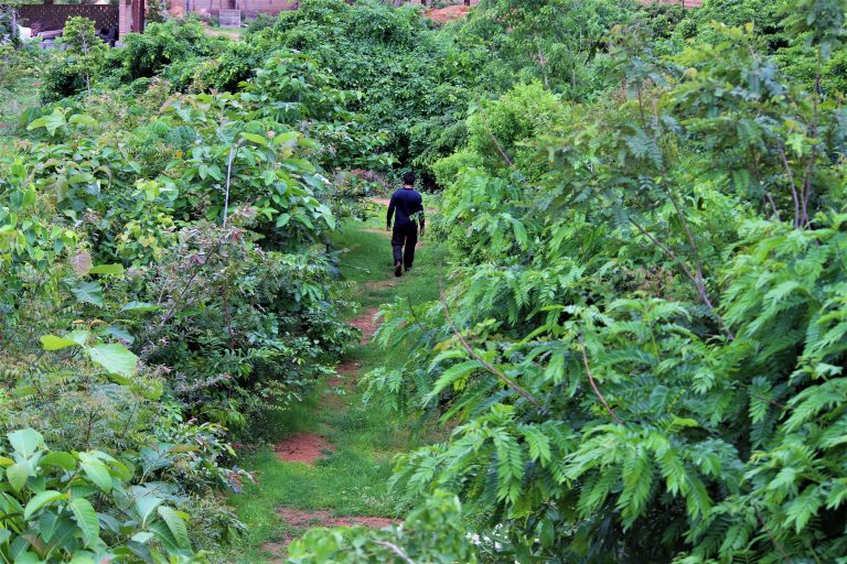 A Breath of Fresh Air – The Remarkable Miyawaki Forest