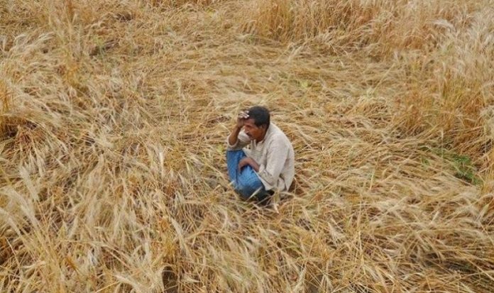 CM Shivraj offers relief to farmers facing crop loss in Madhya Pradesh2