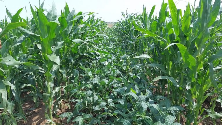 Enhancing Household Food and Nutrition Security With Multilayer Farming