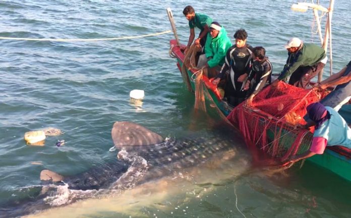 Tata Chemicals saves over 850 whale sharks till date5