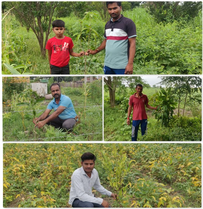Moneyboxx Finance expands agroforestry drive to MP and Rajasthan as part of its beyond-lending initiatives.aa