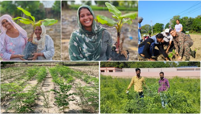 Roundglass Tree Plantation
