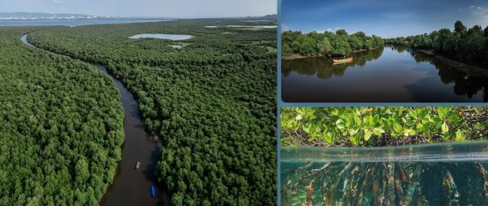 Godrej Enterprises Group Launched Mangrove Coalition