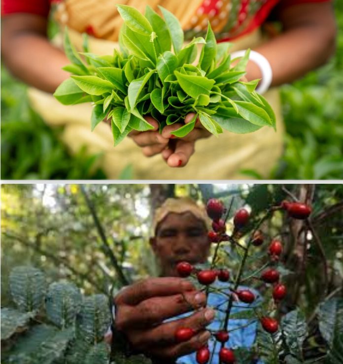 Save Medicinal Plants